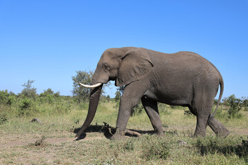 Fototapeta premium Afrikanischer Elefant / African elephant / Loxodonta africana