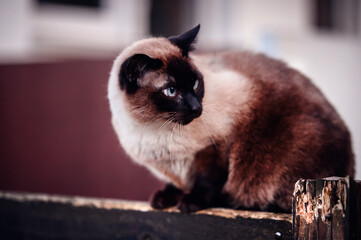 Siamese Cat Perched on a Wooden Fence. A Siamese cat with piercing blue eyes sitting on a rustic wooden fence
