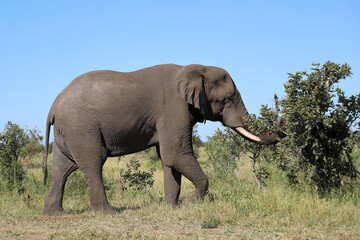 Afrikanischer Elefant / African elephant / Loxodonta africana