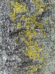 木の幹の模様５