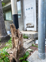 Fototapeta na wymiar tree stump between metal telephone poles