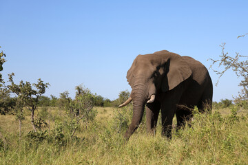 Afrikanischer Elefant / African elephant / Loxodonta africana