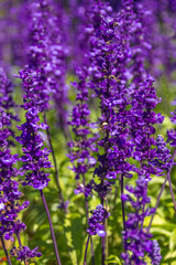 Blooming blue bugleweed in spring. Closeup view of herbaceous flowering plants on green pasture. Natural background