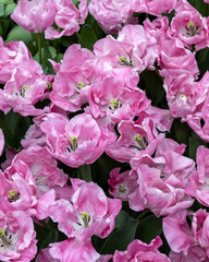 Pink tulip called 325-SV-05-1 Double Early group. Tulips are divided into groups that are defined by their flower features