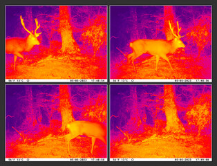 Trail cam night vision of Sika deer stag. Infrared thermal imaging, taken in New Zealand, Kaimanawa Ranges, central North Island, during the Roar season when stags are most active. - obrazy, fototapety, plakaty