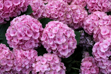 Blooming pink garden hydrangeas