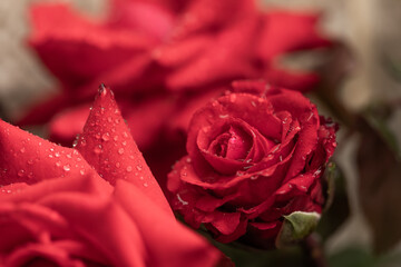 czerwona róża z kroplami wody, red roses	