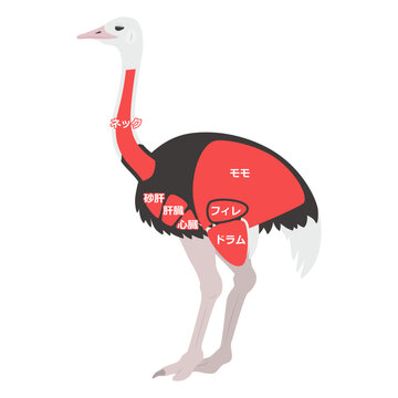 ダチョウ肉の部位のイラスト