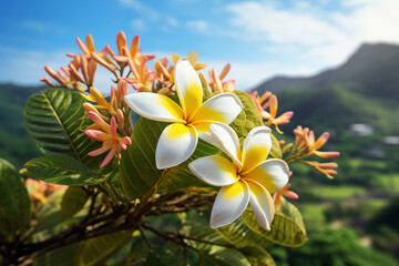 Fototapeta premium Branch with white frangipani flowers