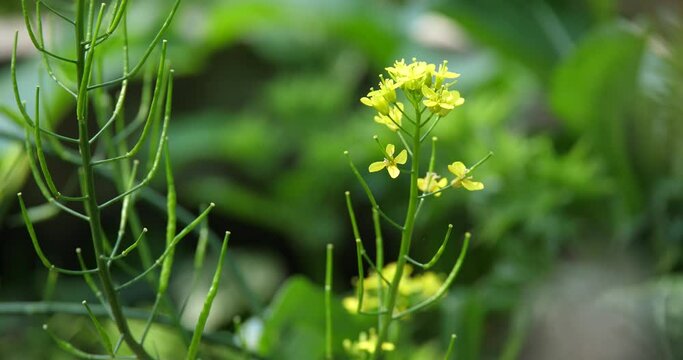 False pakchoi flower (Brassica rapa, Flowering white cabbage)