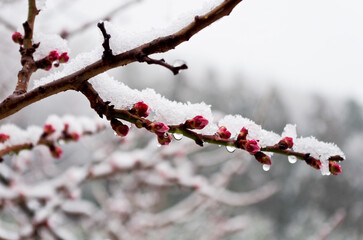 雪と蕾