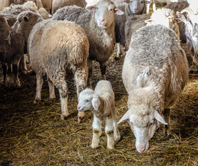 Naklejka na ściany i meble adult sheep in a pen indoors with small sheep