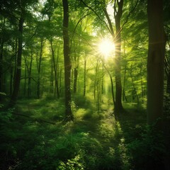 Obraz premium Scenic sun light true green forest trees