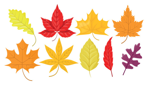 Set of beautiful colored autumn leaves in cartoon style. Vector illustration of yellow, orange, red autumn different leaves: maple, oak, isolated on white background.