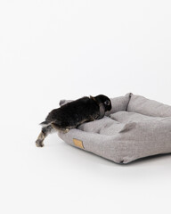 dark bunny crawls onto a bed on a white background