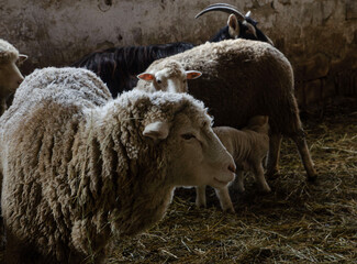 adult sheep in a pen indoors with small sheep