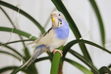 Budgie. Budgerigar. Funny blue purple parakeet sitting at the green plant. Cute violet budgie having fun, looking around. A tamed bird. Pet parrot. High quality. Cozy Home. Domestic Animals