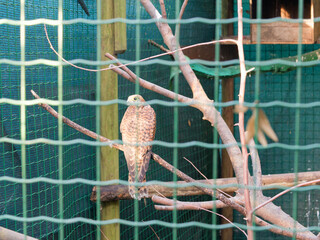 Rock kestrel staring out of a cage at a rehabilitation centre