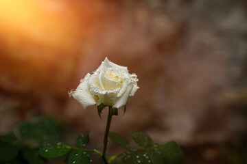 kremowa róża o poranku w kroplach deszczu i promieniach słońca