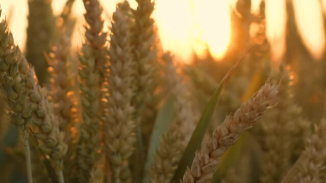 Close-up Sunset Wheat Field With Growing Rural Agricultural Crops. Agricultural ripe grain growing at farm. Fertile soil, harvest festival, crop yield. Agrarian industry
