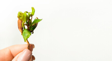 The banner of a young sprout in the hand is isolated on a white background with space for text. The concept of ecology and environmental protection. Germination of a tree from a fruit bone