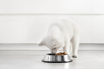 White Swiss Shepherd puppy eating dry food from a metal bowl in a modern white kitchen. Food...
