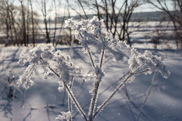 Fototapeta na wymiar Field plants covered with crystalline frost in winter