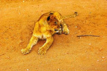 Lion cub lying down and looking towards something in the distance