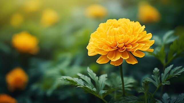 yellow marigold flower, blurred background,generative ai