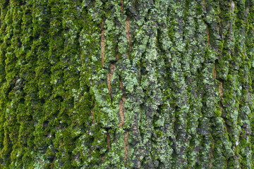 Close view of bark of Norway maple tree covered with moss and lichen