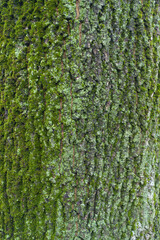 Furrowed bark of Norway maple tree covered with moss and lichen
