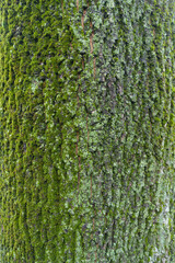 Mint green lichen and moss on furrowed bark of Norway maple tree