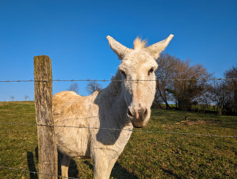Em sintonia com o ambiente: Entre uma r&uacute;stica cerca e um prado verde, um sereno burro observa encantado