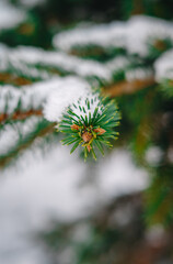 Obraz premium Macro photography of spruce branches