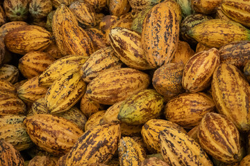 Fototapeta premium Fresh cocoa pod cut exposing cocoa seeds, with a cocoa plant