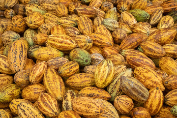 Fresh cocoa pod cut exposing cocoa seeds, with a cocoa plant