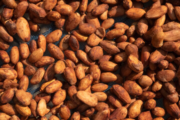 Cocoa beans, or cacao beans being dried on a drying platform after being fermented.