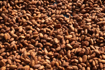 Cocoa beans, or cacao beans being dried on a drying platform after being fermented.