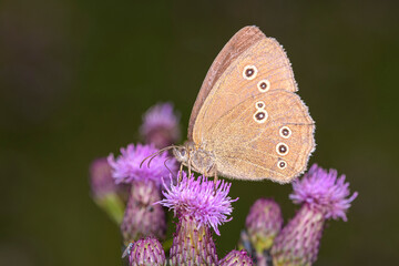 The ringlet - Aphantopus hyperantus on Cirsium arvense - creeping thistle