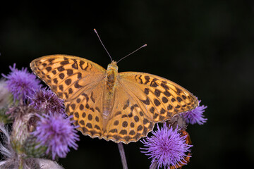 Silver-washed fritillary - Argynnis paphia resting on Cirsium arvense - creeping thistle