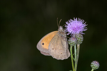 Fototapeta premium Meadow Brown butterfly - Maniola jurtina resting on Cirsium arvense - creeping thistle