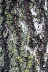 Surface of white bark of weeping birch covered with lichen