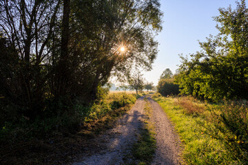 Sun rays fall on a road with autumn trees on the roadside