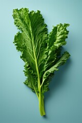 Kale leaves Green Fresh Organic close up. Vegetable, raw kale salad for healthy vegetarian salad.