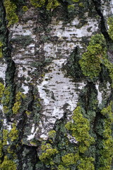 White bark of weeping birch covered with colorful lichen