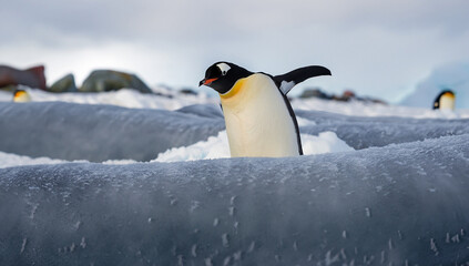 Cute penguin, cold weather, freeze, Antartcica, isolated, snow, ice