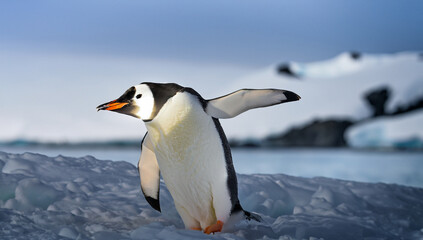 Obraz premium Cute penguin, cold weather, freeze, Antartcica, isolated, snow, ice