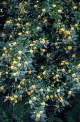 Laurus nobilis, Laurier sauce