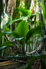 coco de mer, Lodoicea maldivica, vallée de Mai, ile de Praslin, .Parc National, Patrimoine Mondial de l'UNESCO, Seychelles