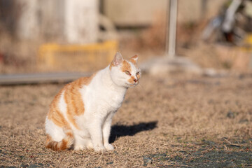のんびり過ごす猫　茶トラ白